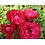 Meilland® Stamroos Mona Lisa® (Rouge Meilove) - Stamhoogte  60cm en 90cm