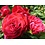 Meilland® Rosa  Mona Lisa® (Rouge Meilove)- Stammhöhe 60cm