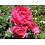 Meilland® Rosa Red Eden Rose® Eric Tabarly