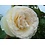 Meilland® Klimroos Palais Royal® (White Eden Rose)