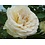 Meilland® Klimroos Palais Royal® (White Eden Rose)