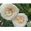 Meilland® Rosa Palais Royal® (White Eden Rose)