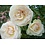 Meilland® Rosa Palais Royal® (White Eden Rose)