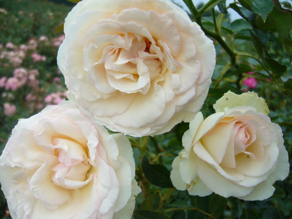 Vrijgevigheid Standaard Uitlijnen Klimroos Palais Royal® (White Eden Rose) - Seurosa
