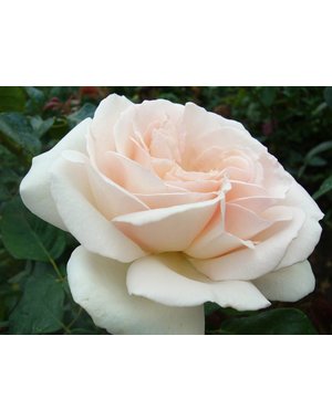 Meilland® Rosa Prince Jardinier® - Schloss Ippenburg