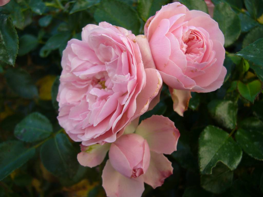 Розе розе сайт отзывы