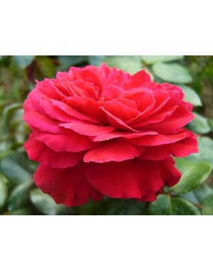 Meilland® Rosa Red Leonardo Da Vinci®