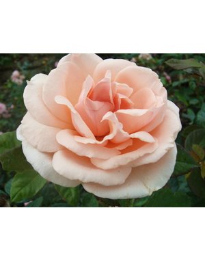 Meilland® Rosa Maxima Romantica®