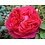 Meilland® Rosa Red Leonardo Da Vinci®