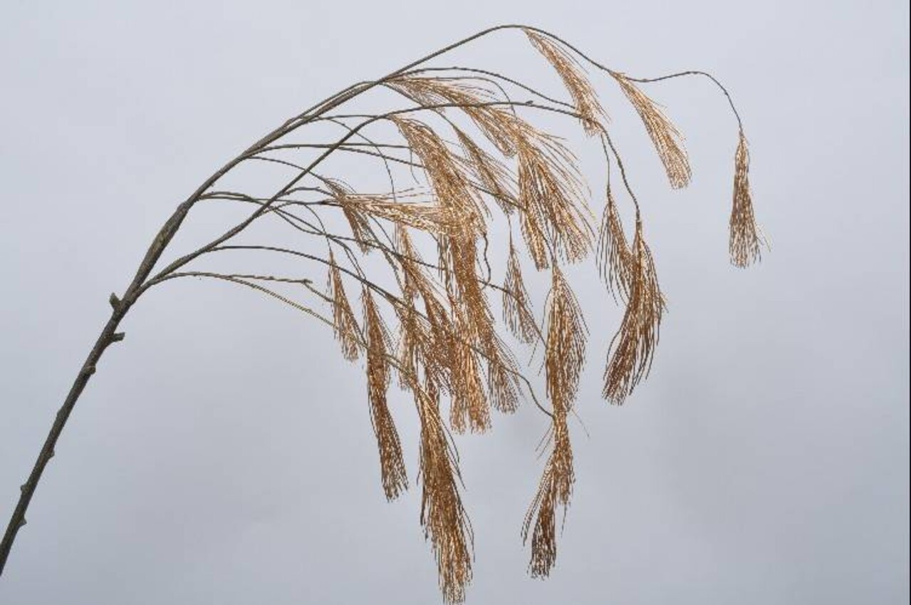 SILK-KA Wood branch pinus gold 131 cm