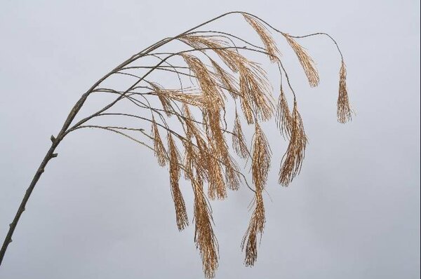 SILK-KA Rama de madera pinus oro 131 cm SILK-KA Rama de madera pinus oro 131 cm