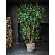 Silk-ka Dracaena Green | 183 cm Silk-ka Dracaena Green | 183 cm