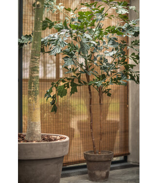 SILK-KA Verde palma | 240cm