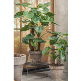 SILK-KA Alocasia Vert | 170cm SILK-KA Alocasia Vert | 170cm