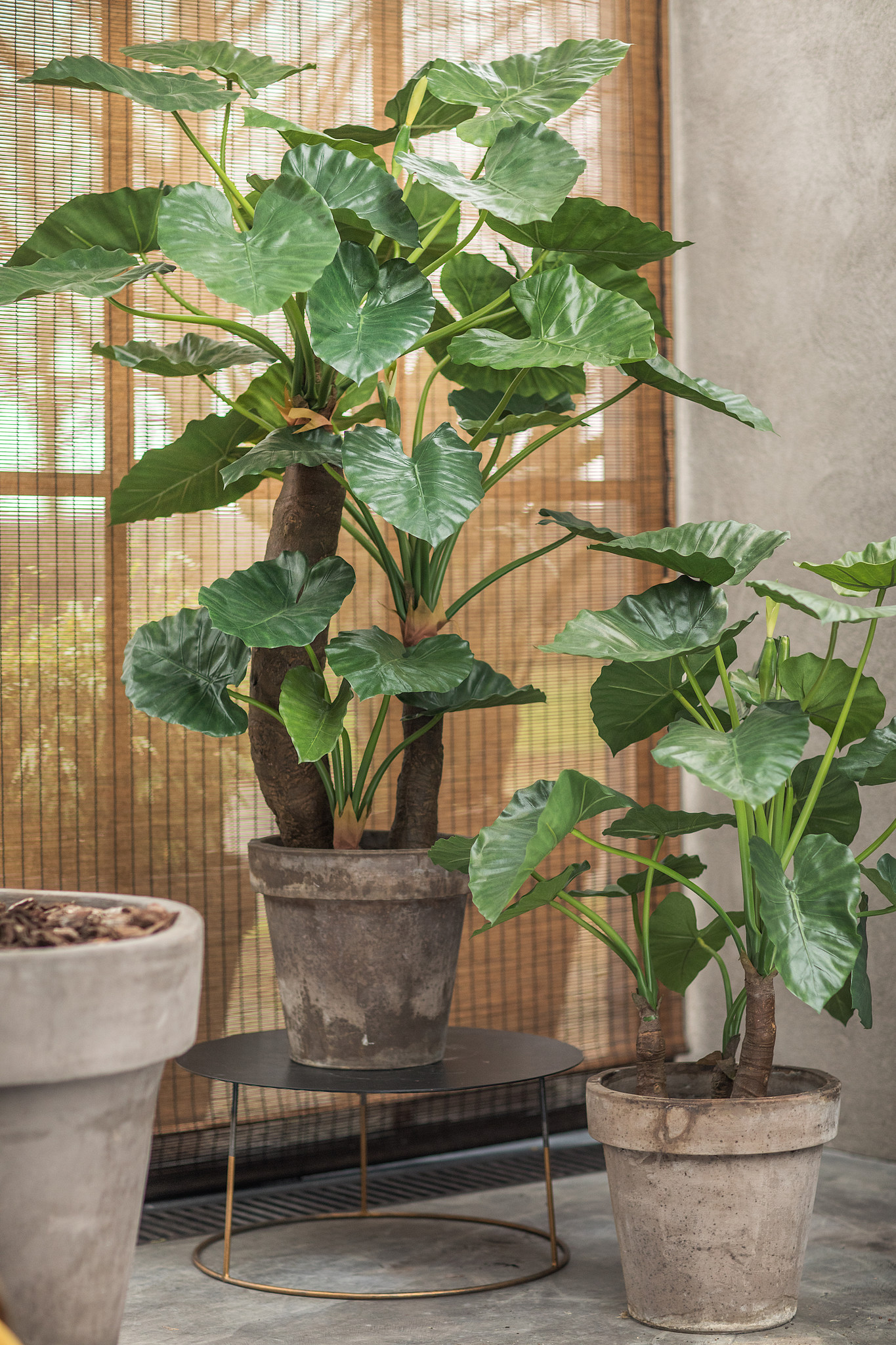 Alocasia green sale