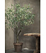 SILK-KA Olive Tree Green | 198 cm