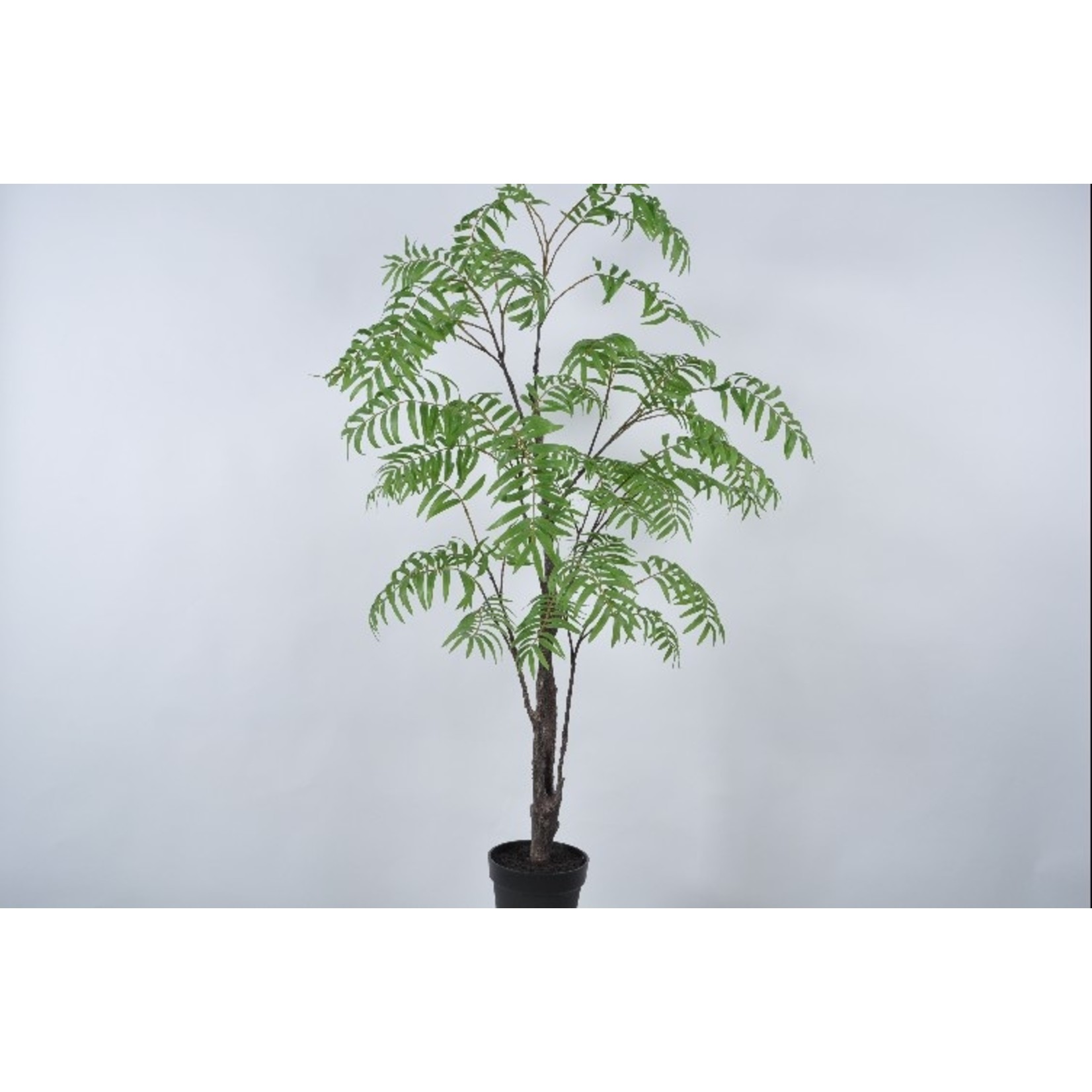 Silk-ka Tree Fern Green | 153 cm