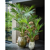 SILK-KA Palm Groen | 220 cm