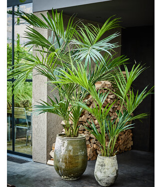 SILK-KA Palm Green | 220 cm
