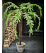 SILK-KA Fern Green | 246 cm