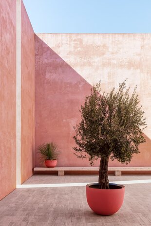 DOMANI AXEL | petit doigt DOMANI AXEL | petit doigt