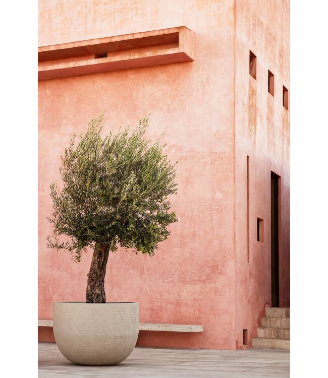 DOMANI TEXEL | Naturhvit 50