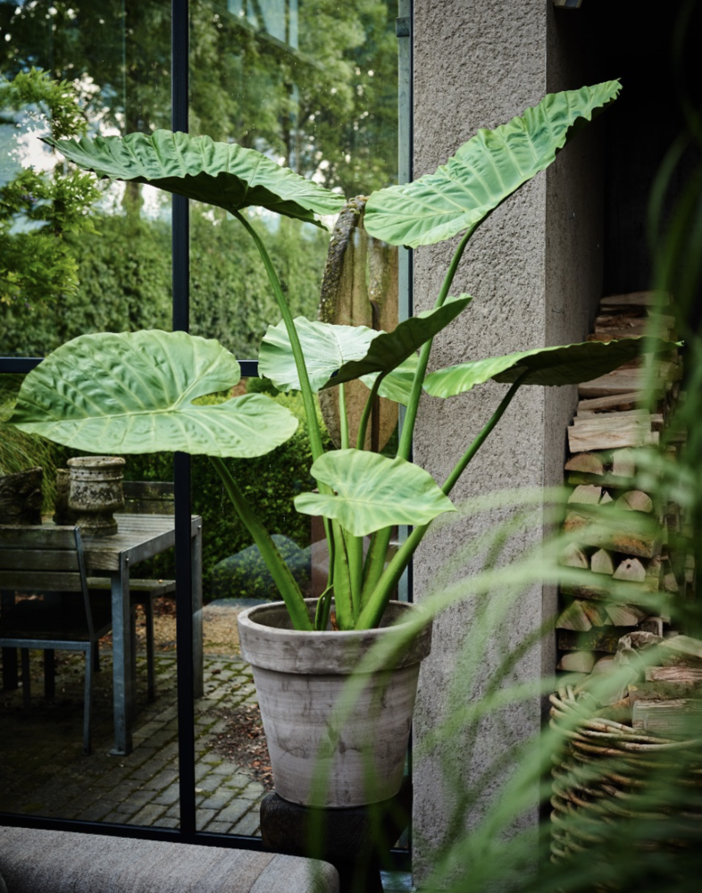 SILK-KA Alocasia Grün | 124 cm SILK-KA Alocasia Grün | 124 cm