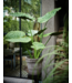 SILK-KA Alocasia Verde | 124 cm