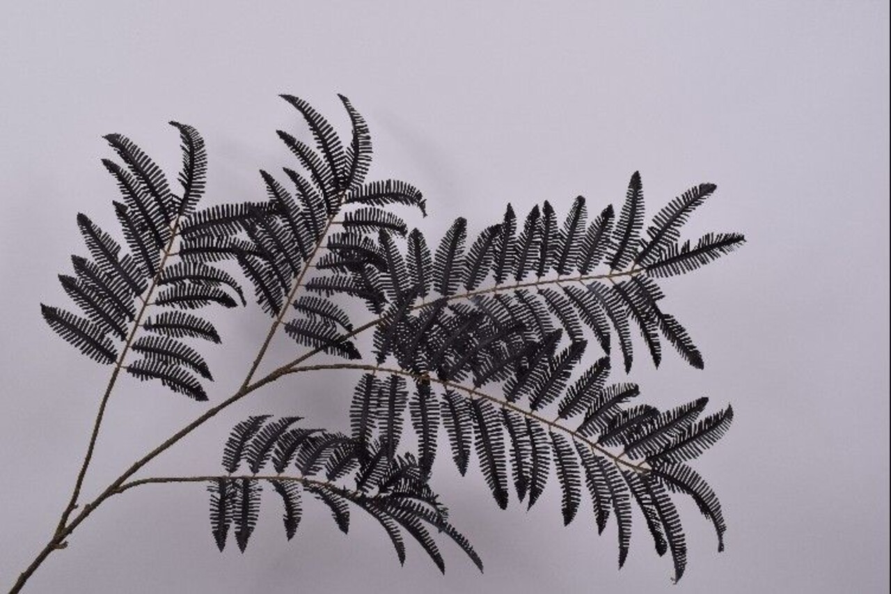 SILK-KA Blattzweig Farn Schwarz | 195cm SILK-KA Blattzweig Farn Schwarz | 195cm