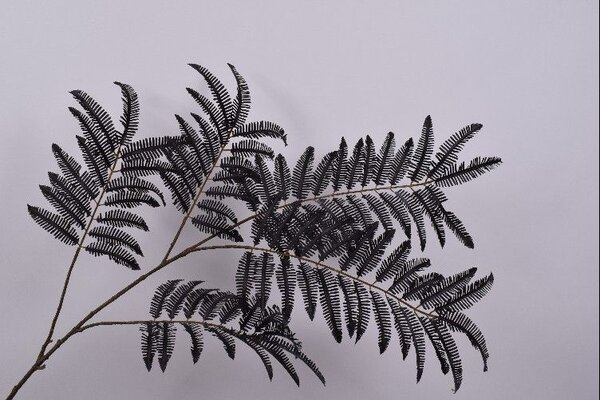 SILK-KA Feuille Branche Fougère Noir | 195cm SILK-KA Feuille Branche Fougère Noir | 195cm