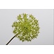 SILK-KA Allium Acier Vert | 104cm SILK-KA Allium Acier Vert | 104cm