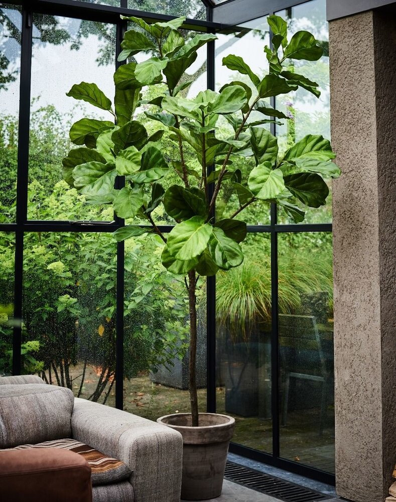 SILK-KA Ficus Grün | 254 cm SILK-KA Ficus Grün | 254 cm