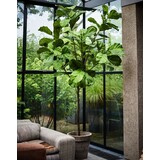 SILK-KA Ficus Grün | 254 cm SILK-KA Ficus Grün | 254 cm