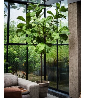 SILK-KA Ficus Verde | 254cm