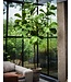 SILK-KA Ficus Green | 254 cm