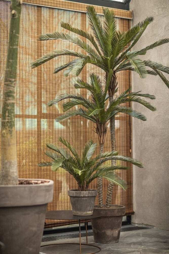 Planta Verde Palma | 50cm Planta Verde Palma | 50cm