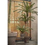 Plant Palm Groen | 50 cm