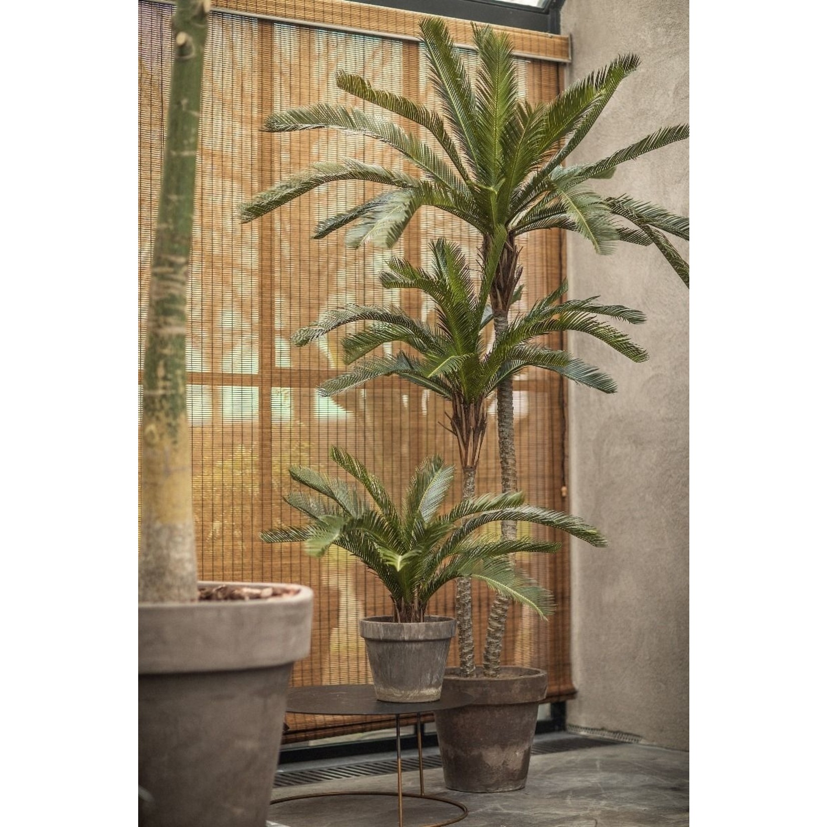 Plant Palm Groen | 50 cm