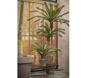 Plante verte de palmier | 50cm Plante verte de palmier | 50cm