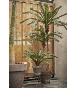 Plante verte de palmier | 50cm
