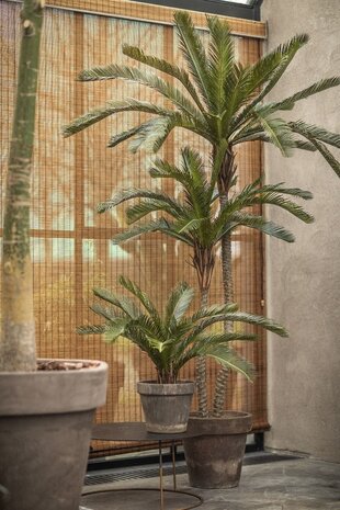 Planta Verde Palma | 50cm Planta Verde Palma | 50cm