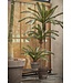 Plant Palm Groen | 50 cm