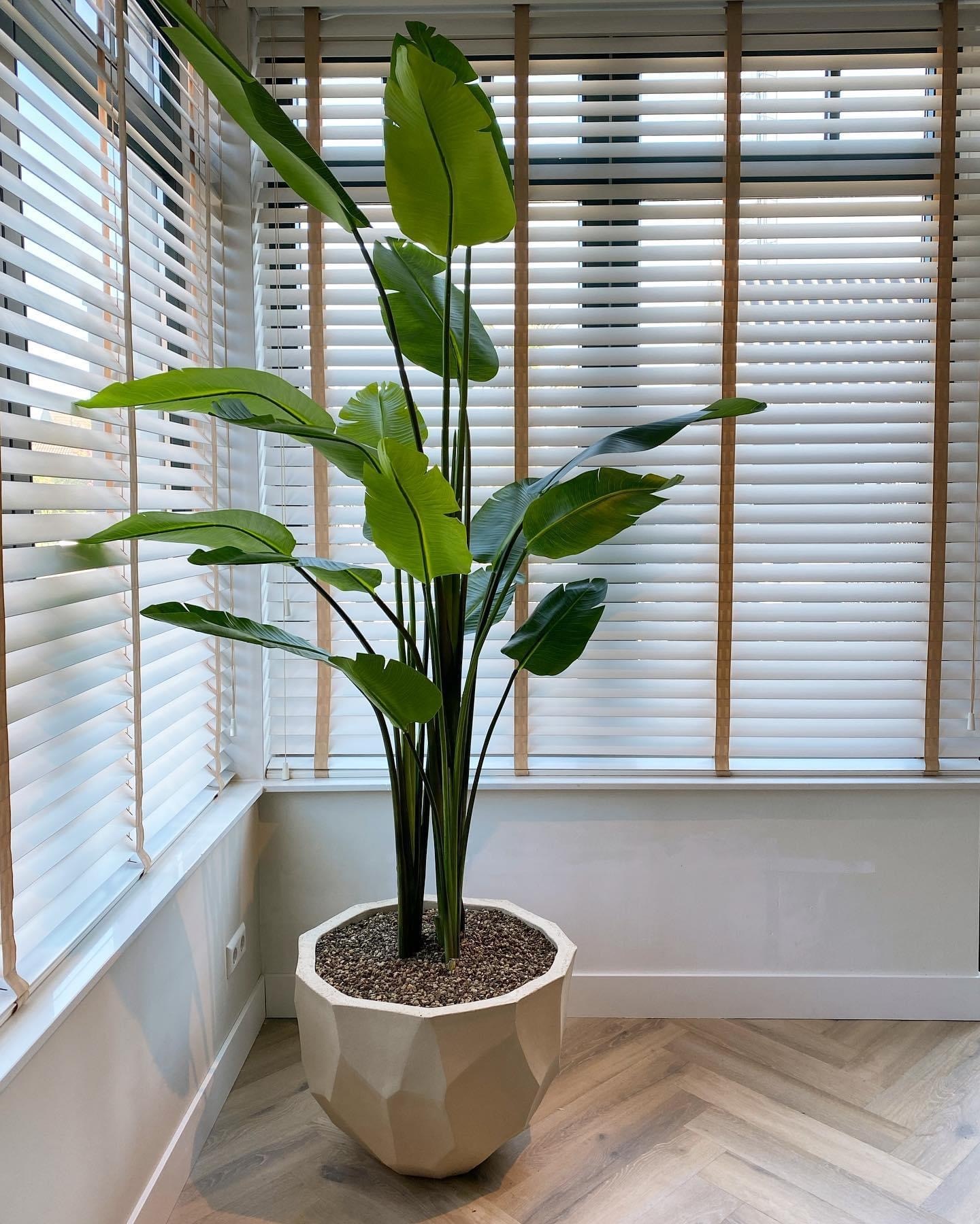 Strelitzia Green | 243 cm - NU PUUR & GROEN