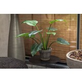SILK-KA Alocasia Vert | 91 cm SILK-KA Alocasia Vert | 91 cm