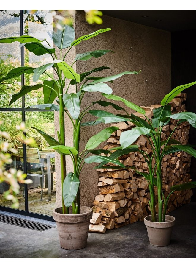 Banaan Plant Groen | 220 cm