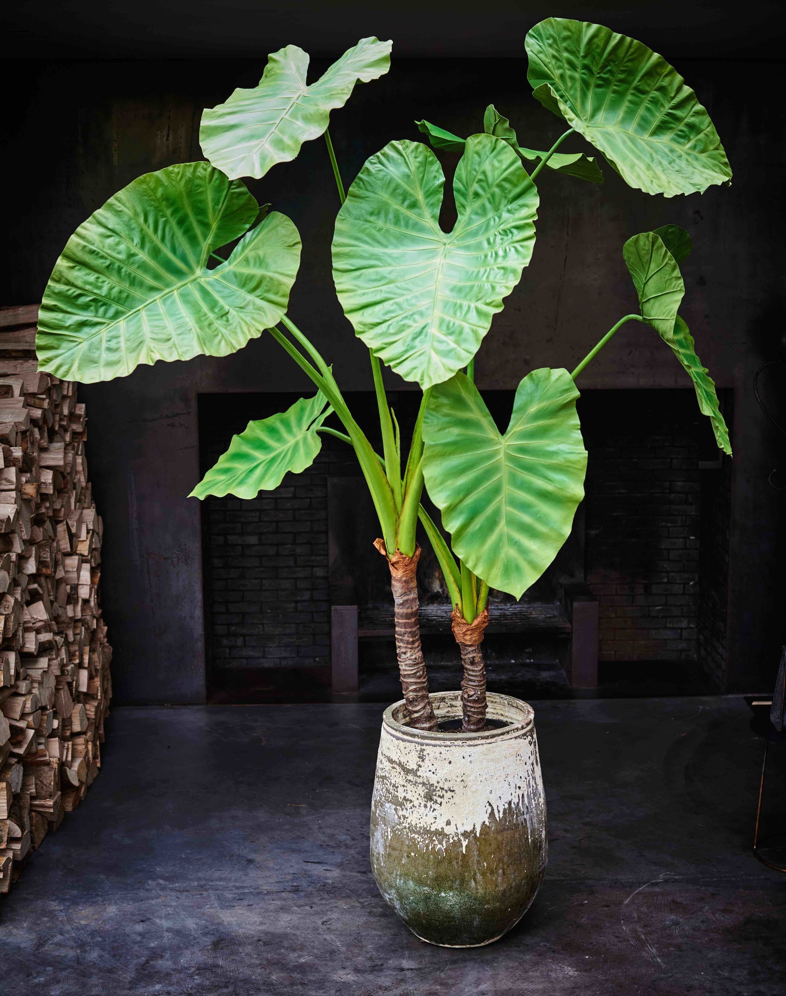 Alocasia green deals