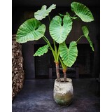 SILK-KA Verde Alocasia | 220cm