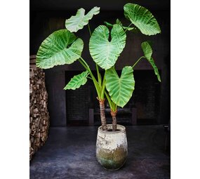 SILK-KA Alocasia Grün | 220 cm SILK-KA Alocasia Grün | 220 cm