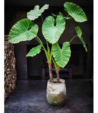 SILK-KA Alocasia Groen | 220 cm