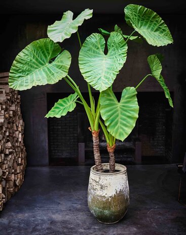 SILK-KA Alocasia Groen | 220 cm
